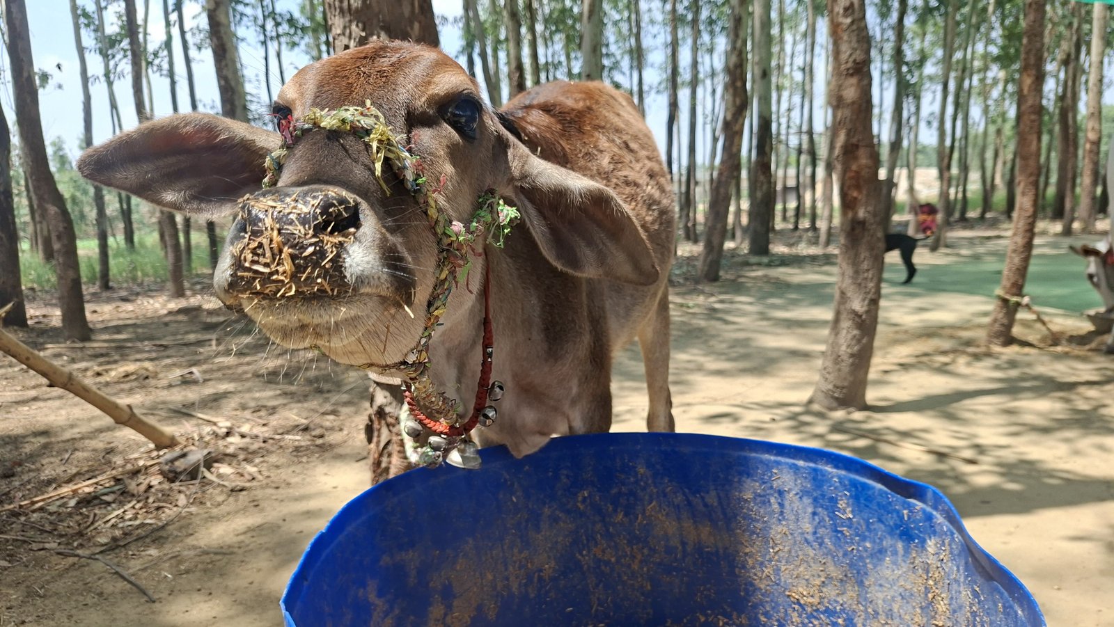 गोधन