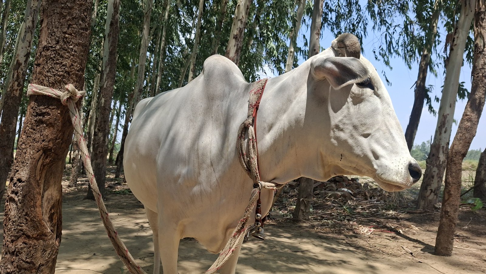 गोधन