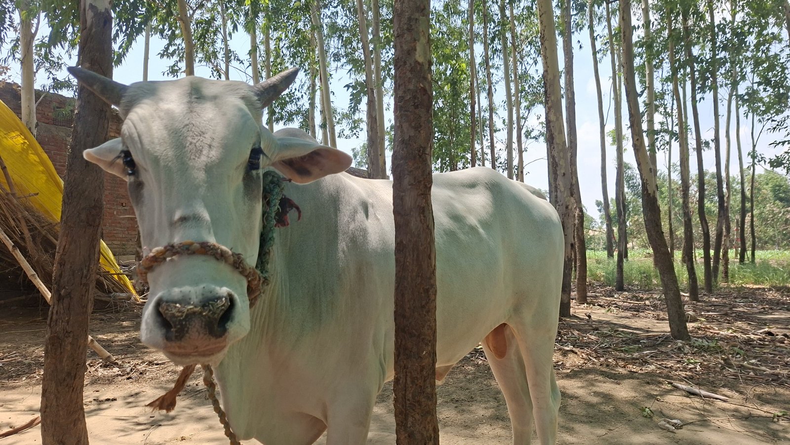 गोधन